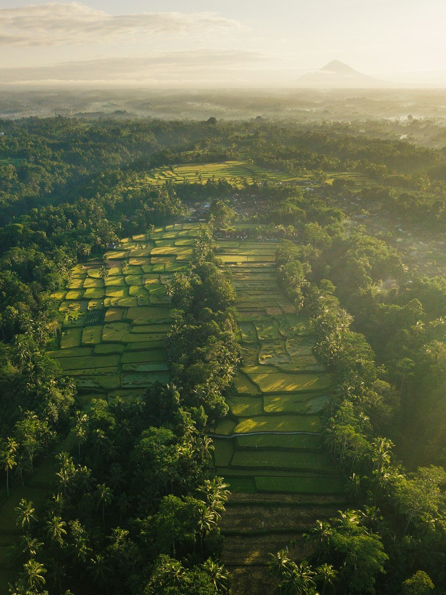 Dominica rainforest
